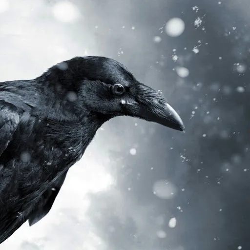 Master Raven